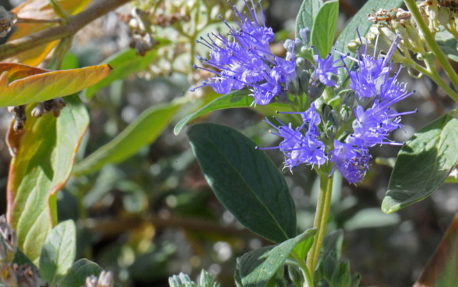 Varileaf Phacelia is a native biennial or perennial herb that may grow up to 3 feet with assistance of adjacent plants or structures. Phacelia heterophylla 